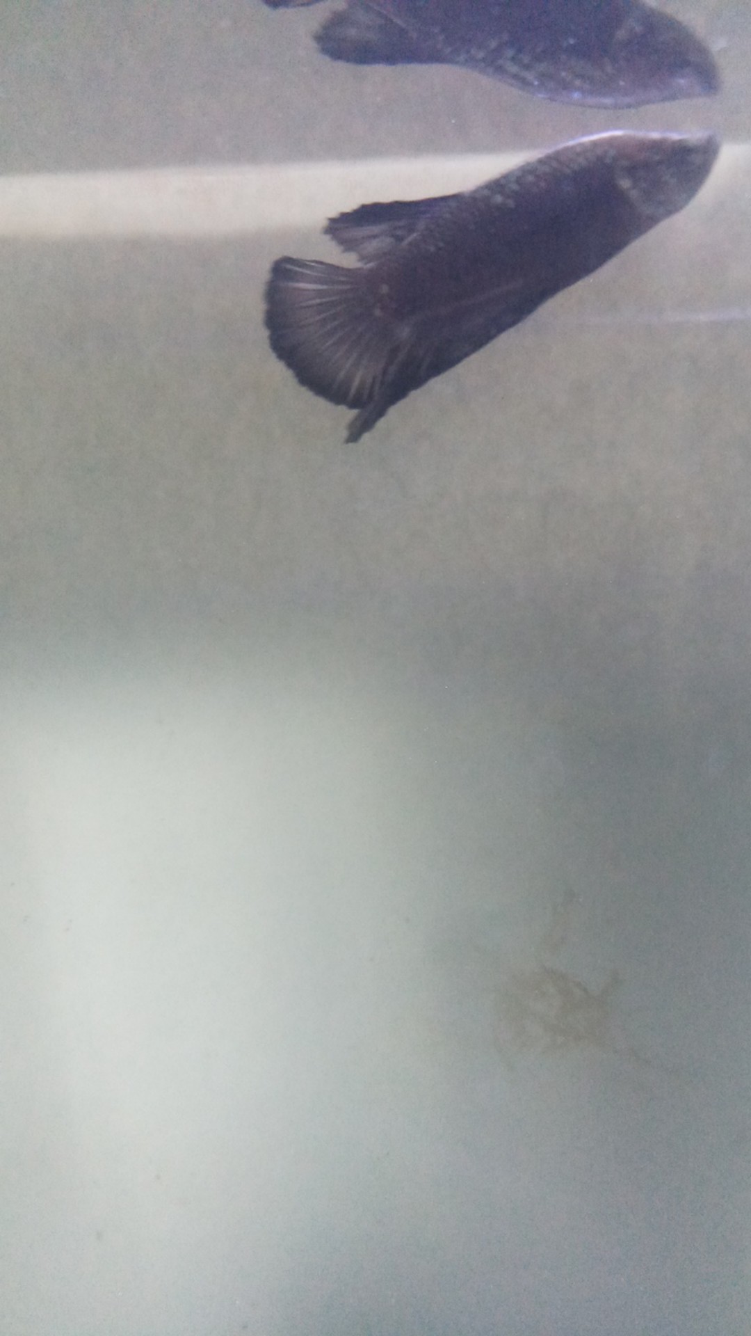 Cupang Black Samurai Jantan