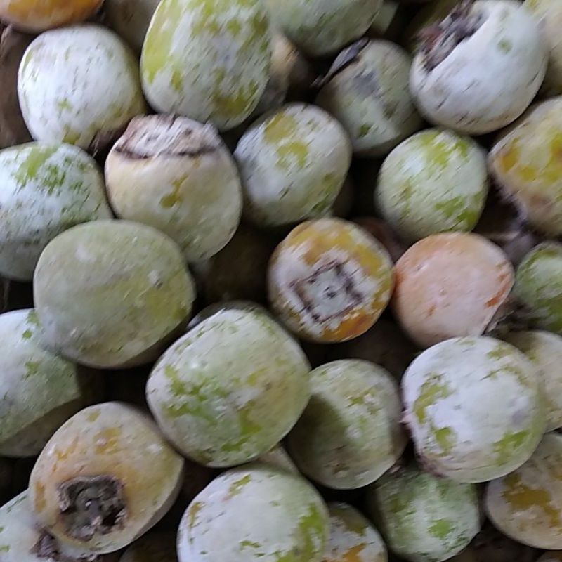 

Kesemek manis Buah genit Persimmon kilogram minim 2kg @