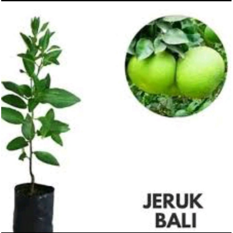Bibit Jeruk Bali Hasil Okulasi