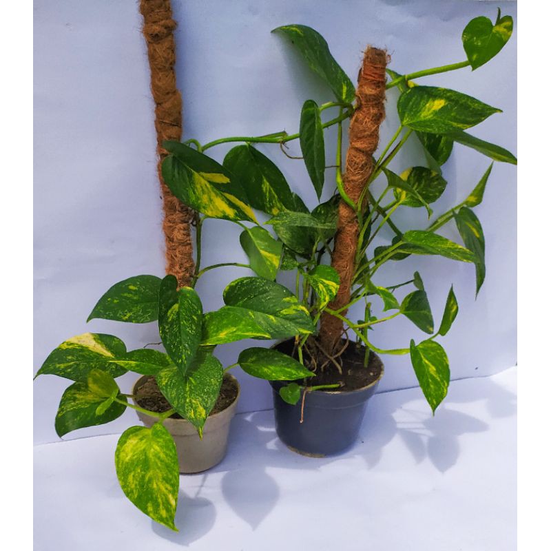 Sirih Gading Stek Tanaman Merambat Panjang 30 cm