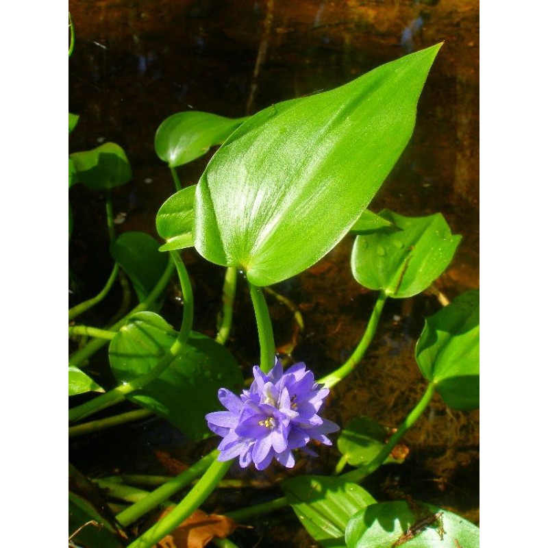 

sayur eceng sawah