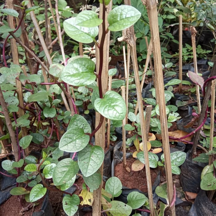 tanaman herbal binahong merah - tanaman herbal - binahong merah