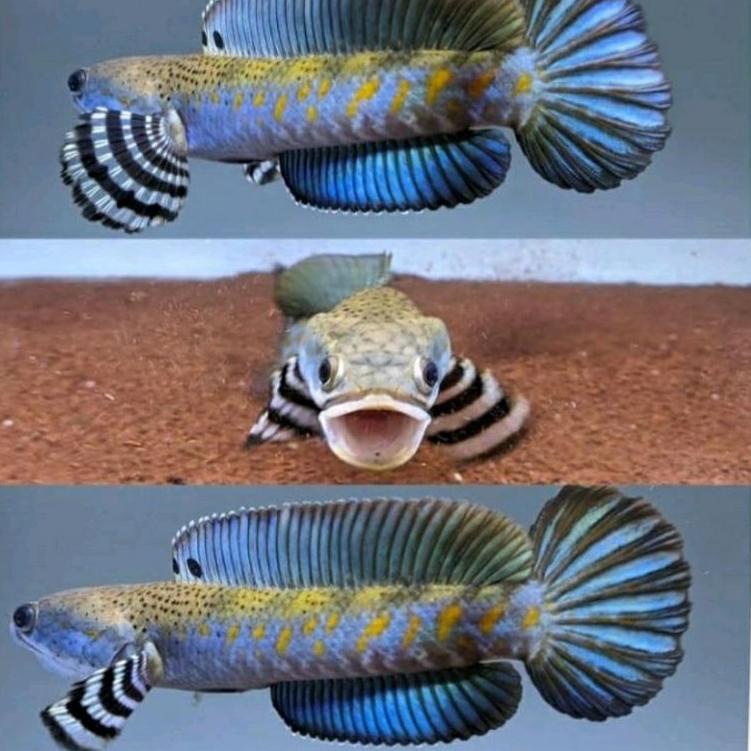 [Produk0HQ] PROMO BLUE PULCHRA UK 9-10cm SINGLE FIGHTER MURAH [KODE54]