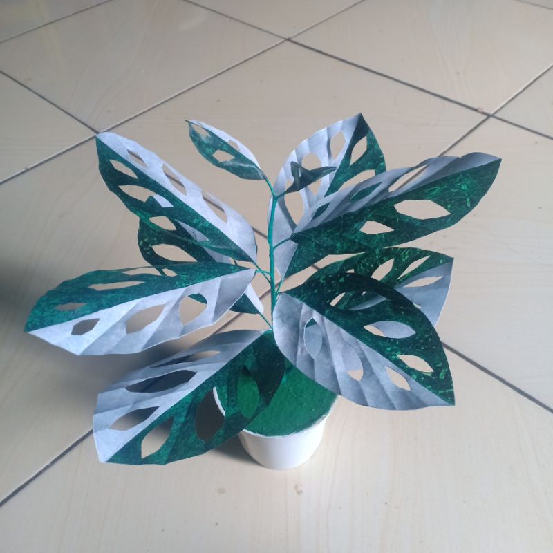 set pot tanaman plastik daun  janda bolong putih