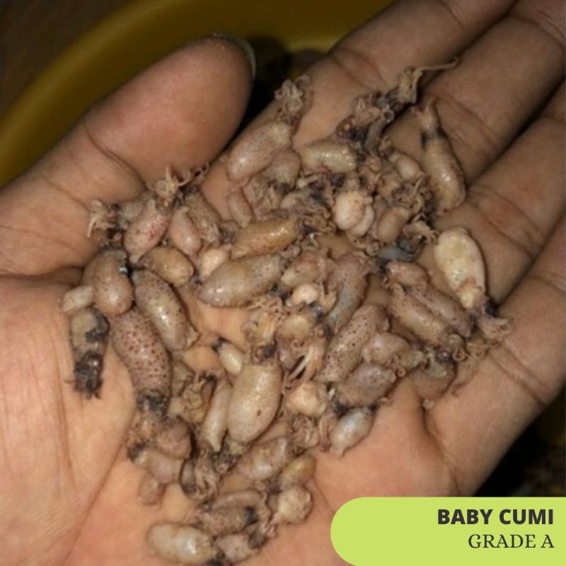 

BABY CUMI KERING GRADE A - 500 GR