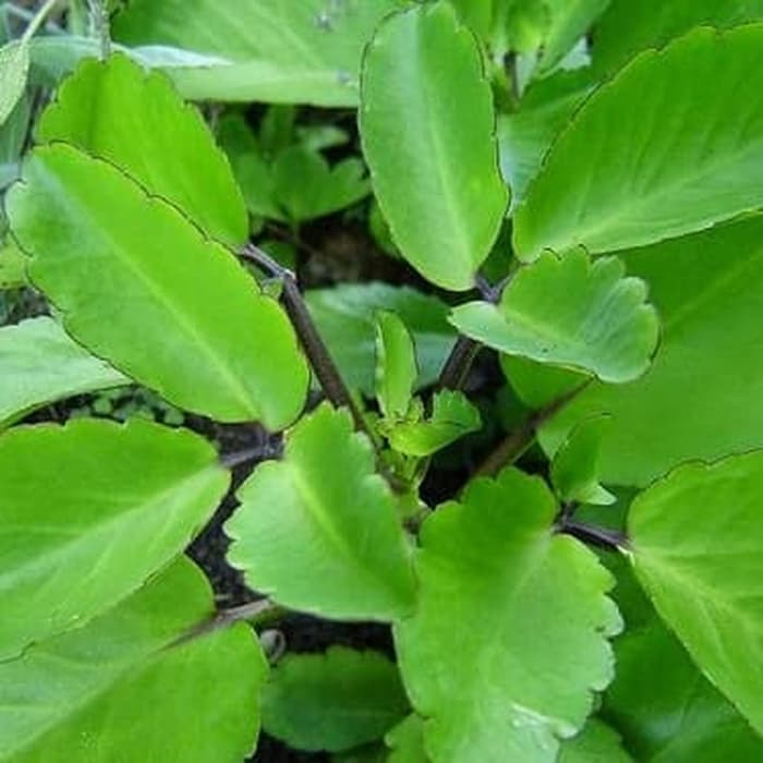 PROMO tanaman herbal cocor bebek - tanaman cocor bebek - tanaman herbal