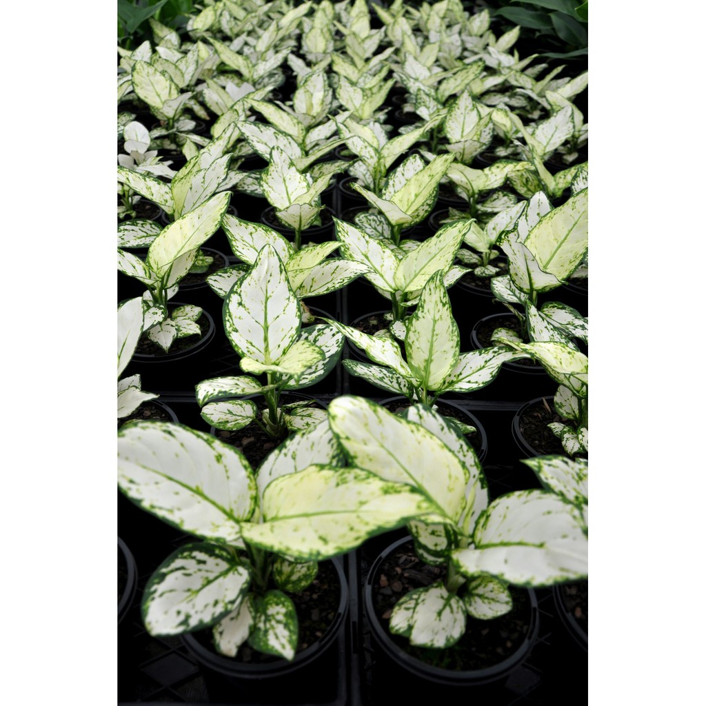 Bonggolan Aglonema Super White