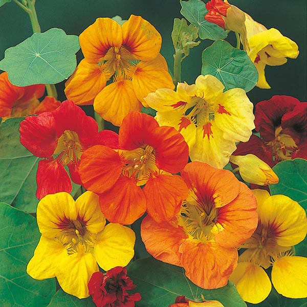 PAKET HEMAT - Benih Bunga Nasturtium 6 Varian Jenis Flower Seeds - Total 18 Biji