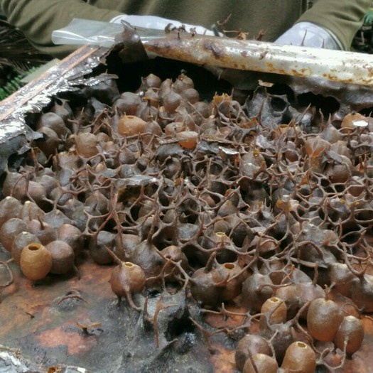 

madu- meliponini honey 500ml -madu.