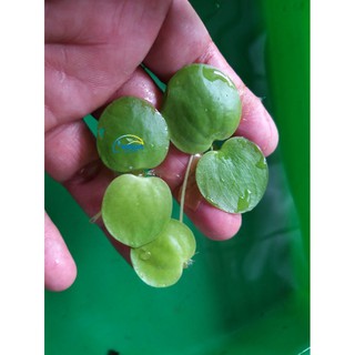 Amazon Frogbit 25pcs tanaman air apung media budidaya Amazon Frogbit 25pcs tanaman air apung media budidaya