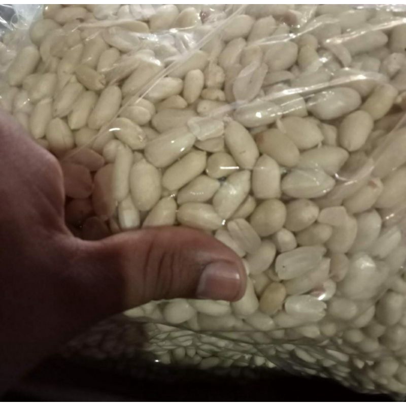 1 kg kacang plecet kacang plecetan kacang kupas kacang bawang kacang mentah kacang besar kacang bali