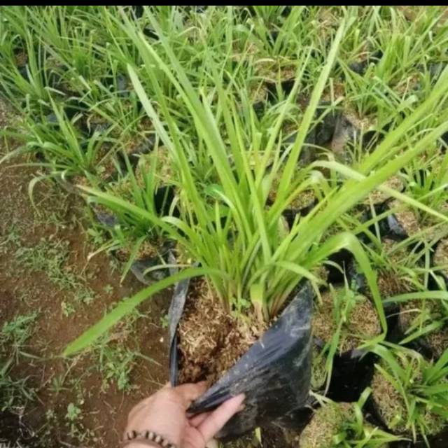 Tanaman hias sedap malam - bunga sedap malam