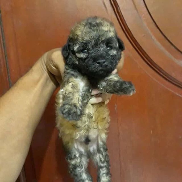 jual anjing toy poodle