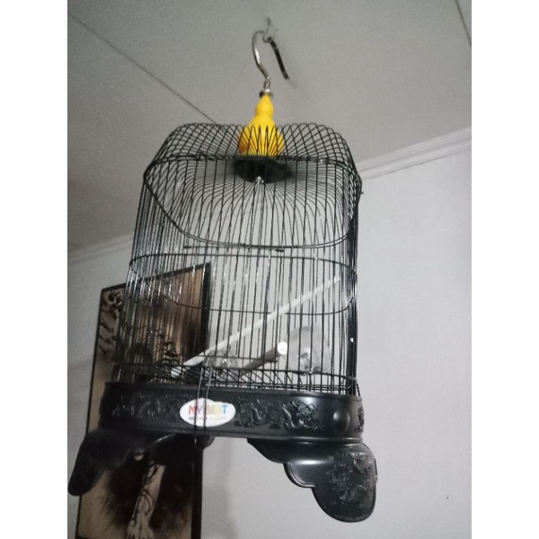 sangkar kenari ciblek black short pleci /sangkar pleci kotak