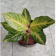 tanaman hias Aglonema Caribian