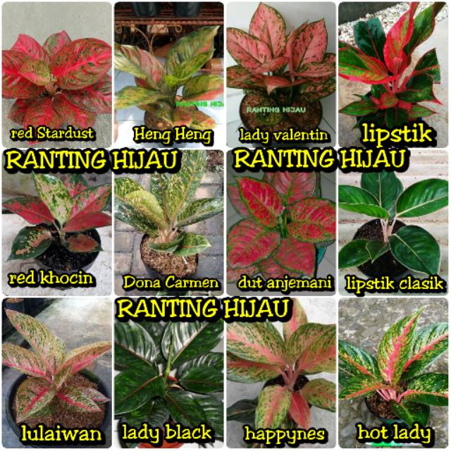 paket 12 jenis bibit bunga aglonema red Stardust,lady