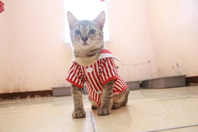 Kemeja ala sailor list merah lucu untuk kucing dan anjing size S-XL