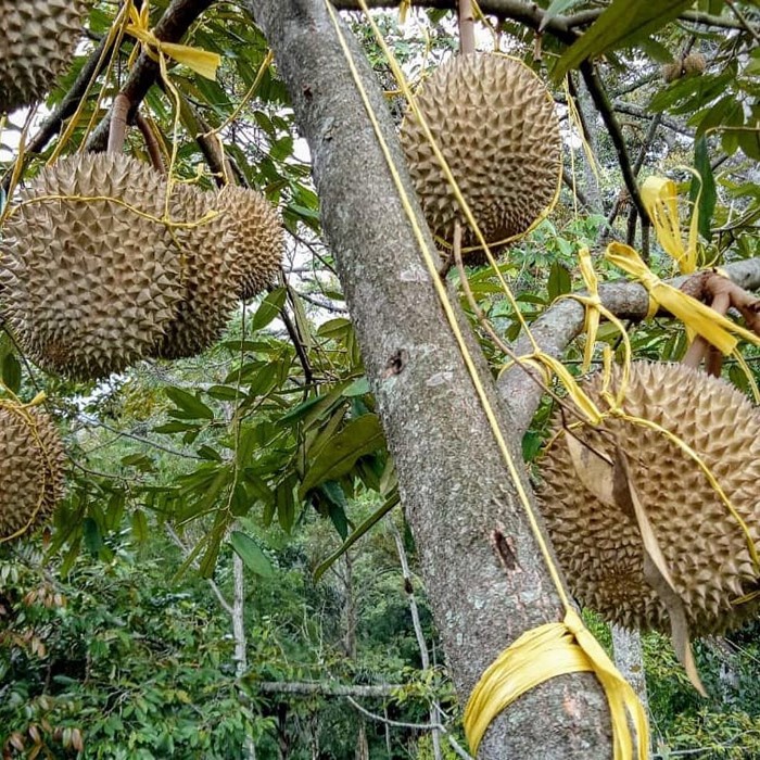 Bibit Tanaman Buah DURIAN DURI HITAM KAKI 3  Premium