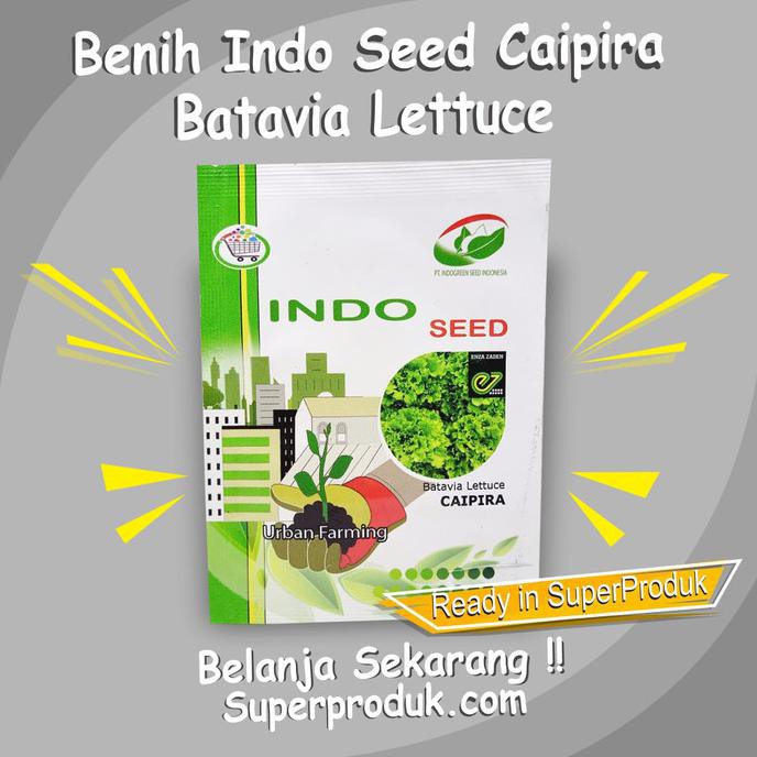 STOCK READY BENIH SELADA LETTUCE CAIPIRA - BATAVIA LETTUCE