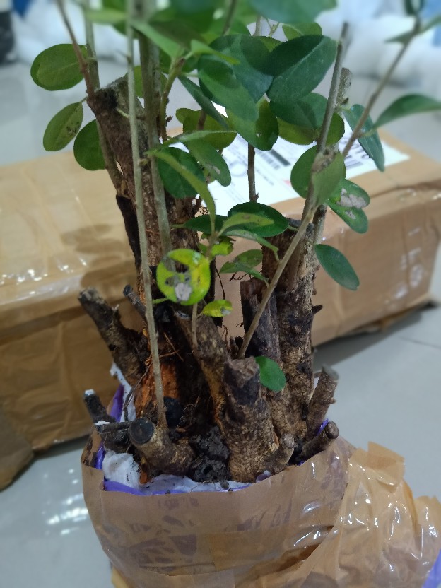Bahan Bonsai Pohon Sisir / Kaliage Medium Berkarakter