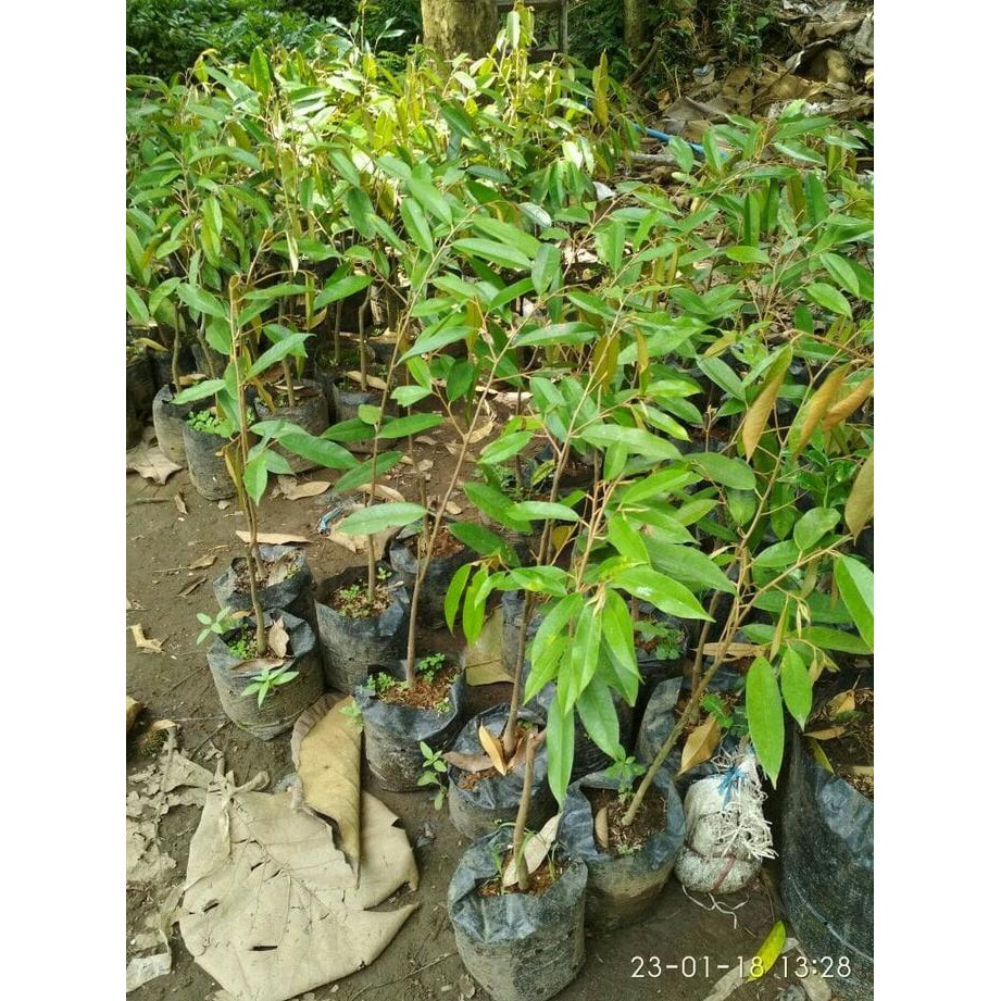 Terlaris" Bibit Tanaman Buah Durian Montong