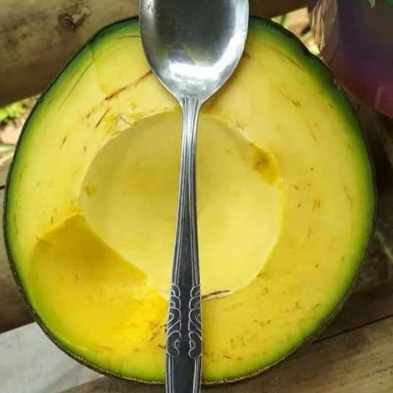 Bibit Alpukat Markus Okulasi/Samcuk Jumbo