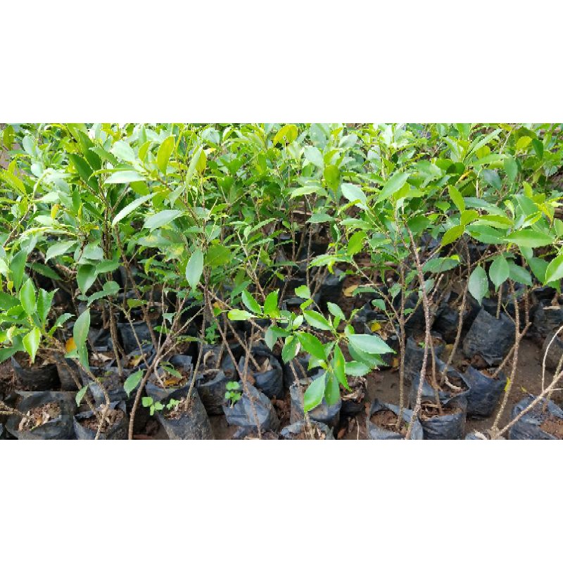 Bonsai Kimeng/Bahan Kimeng/Kimeng ±2-3mm