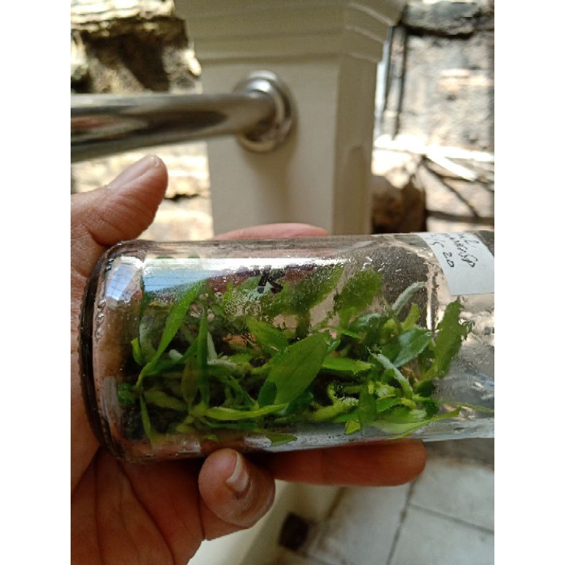 Bibit Anggrek Botolan Phalaenopsis Javanica sp