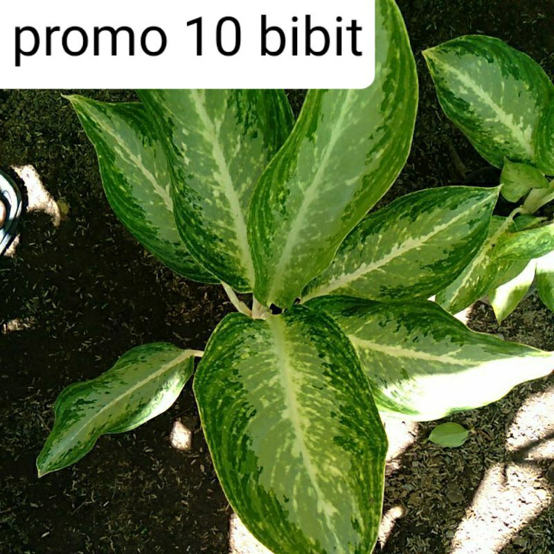 promo 10 bibit aglonema gembala