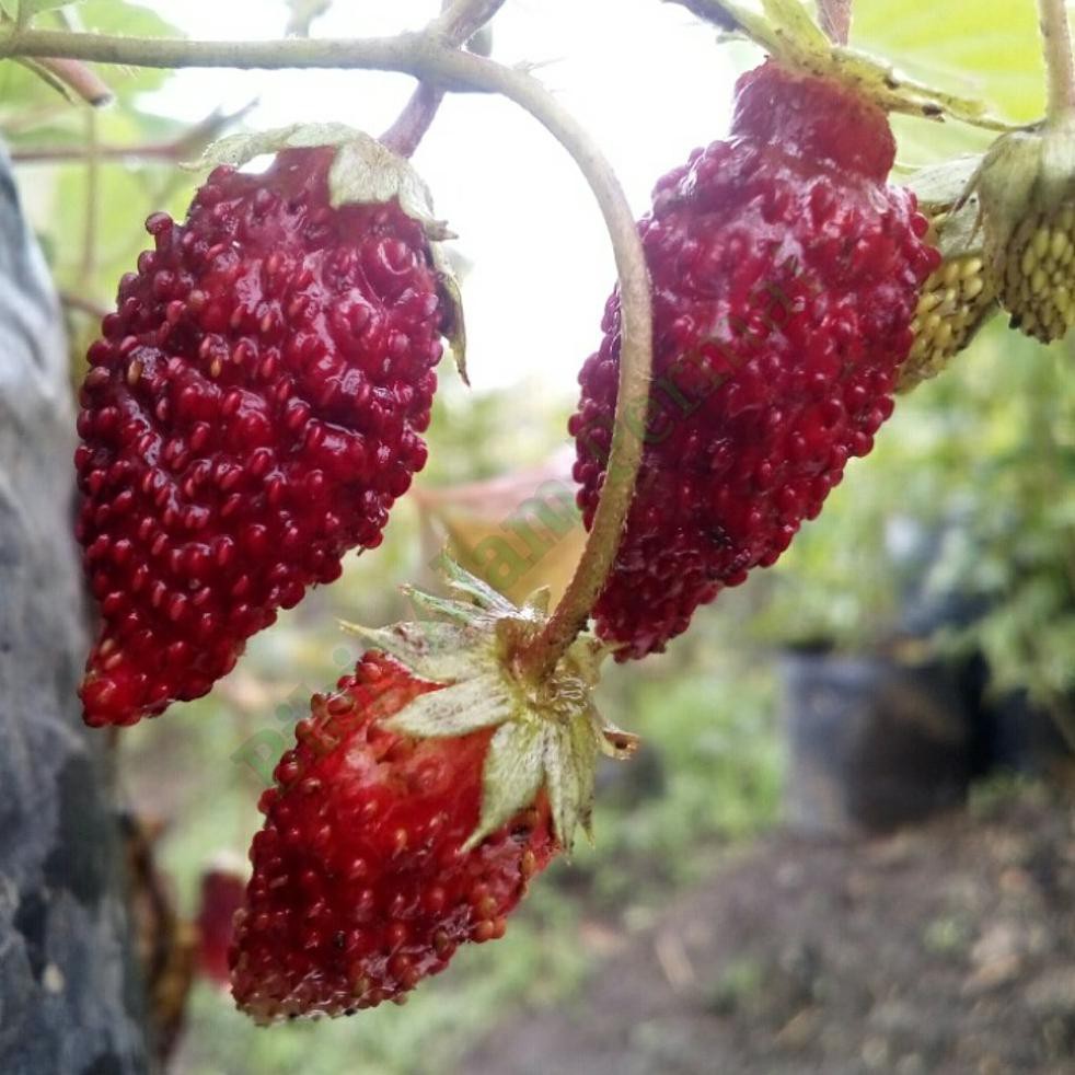 Bibit Tanaman Bibit Tanaman Buah Strawberry Alexandria *_*