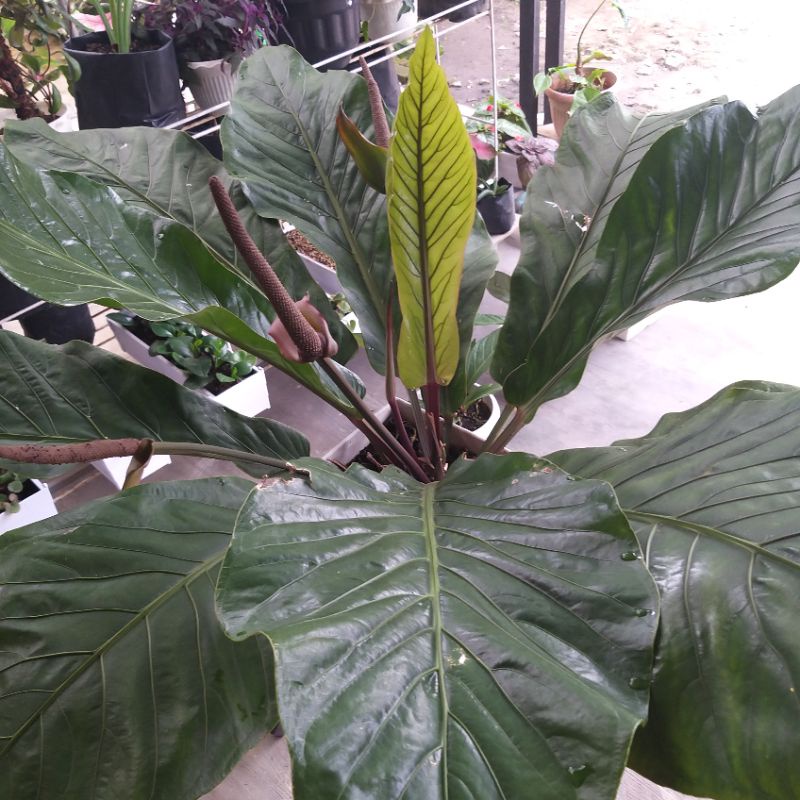 Tanaman Hias Anthurium Hookery batang merah super jumbo