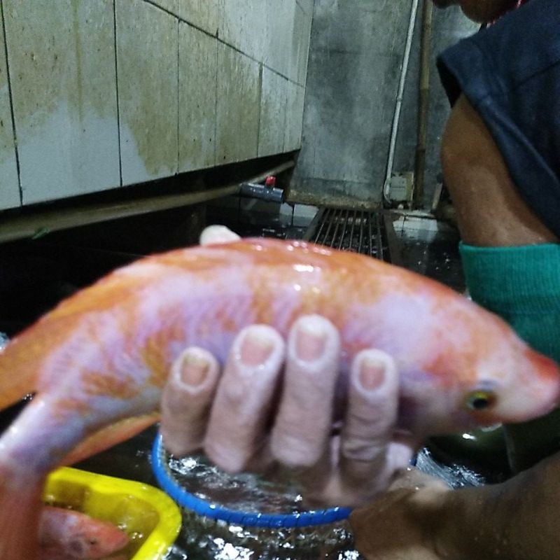 

Ikan nila fress