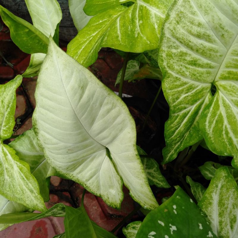 Tanaman hias syngonium mini putih