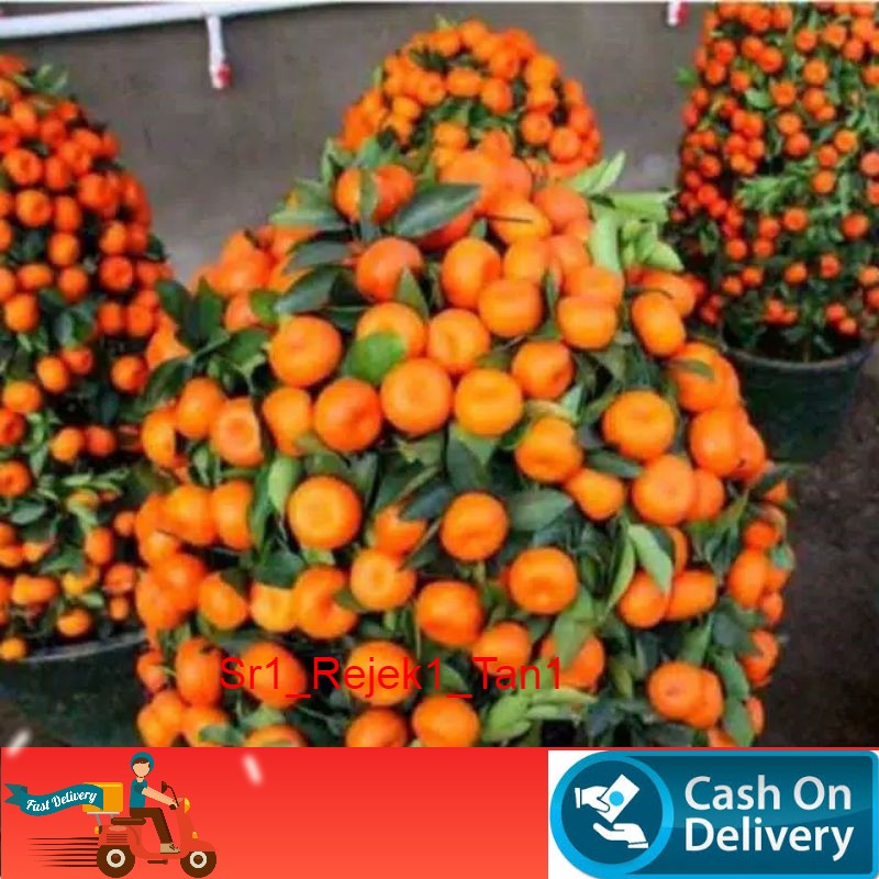 Bibit jeruk santang madu okulasi