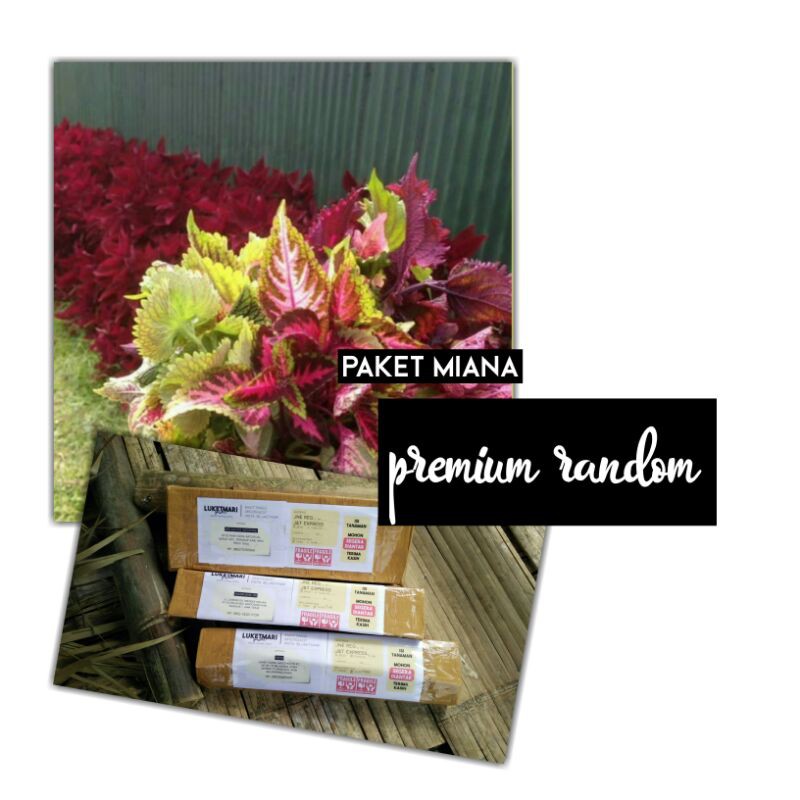 Paket Premium Luketmari Garden Tanaman Hias Bibit Bunga Miana Coleus