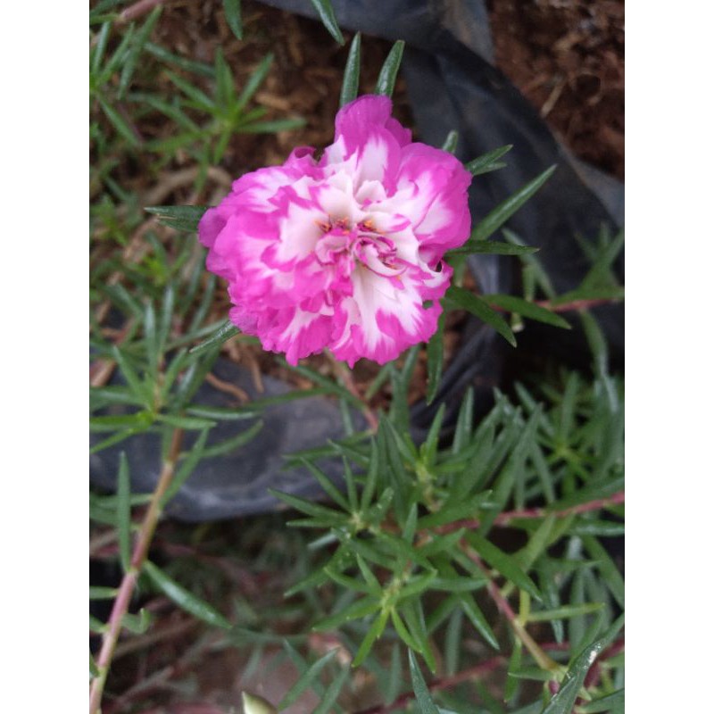 BUNGA MOSSROSE/KROKOT IRIN IMPORT