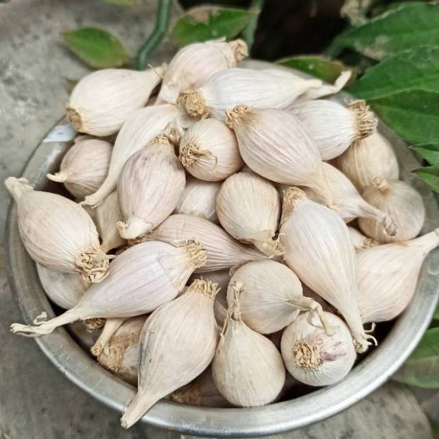 

Bawang Putih Tunggal / Bawang Putih Lanang Lokal 250 gr (1/4 Kg)