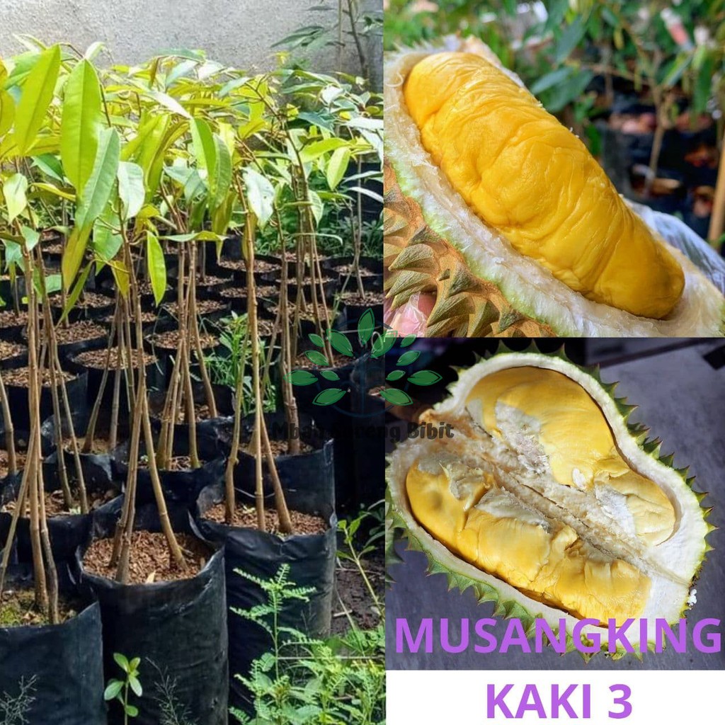 Bibit Durian Musangking Kaki 3 - Bibit Durian Okulasi
