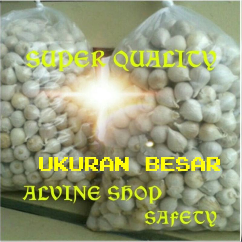 Bawang Putih Tunggal / Bawang Lanang 1KG