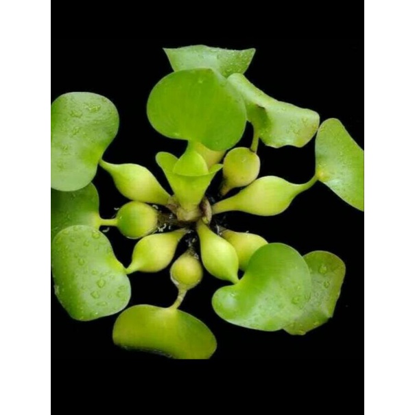 eceng gondok / tanaman air eceng gondok