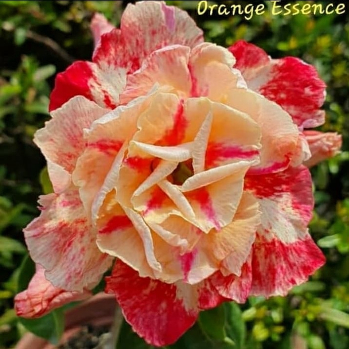 

Bibit bunga kamboja adenium orange essence