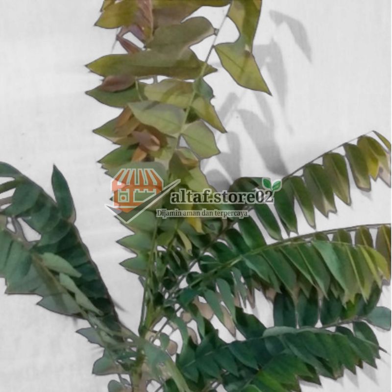 

Daun Belimbing Wuluh fresh organic /100gr