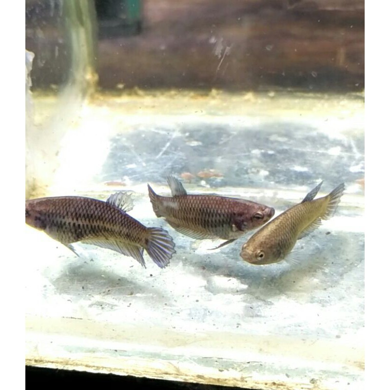 cupang aduan bagan female (betina