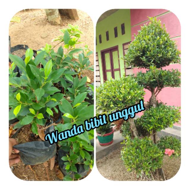 10 Bibit beringin kimeng