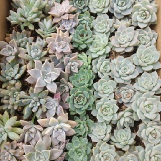 TANAMAN HIAS KAKTUS SUKULEN MINI CACTUS SUCCULENT RANDOM MINI HIASAN MEJA TAMAN HANYA TANAMAN SAJA