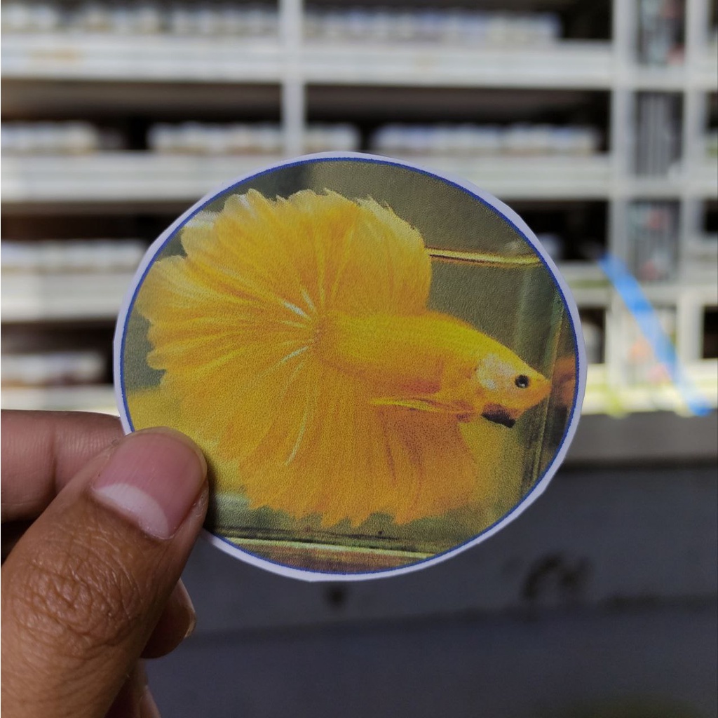 

STIKER DAN POSTER HALFMOON YELLOW SOLID 5K