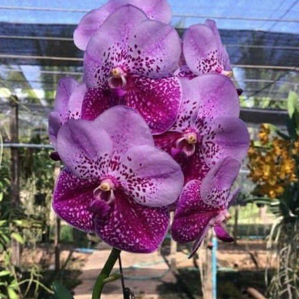 Anggrek Vanda Gradasi Pink -  Merah Dewasa
