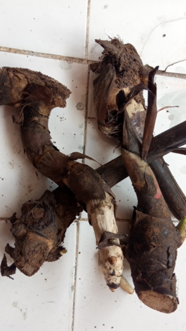 Manbar - Bibit Honje Merah Atau Honje Laka