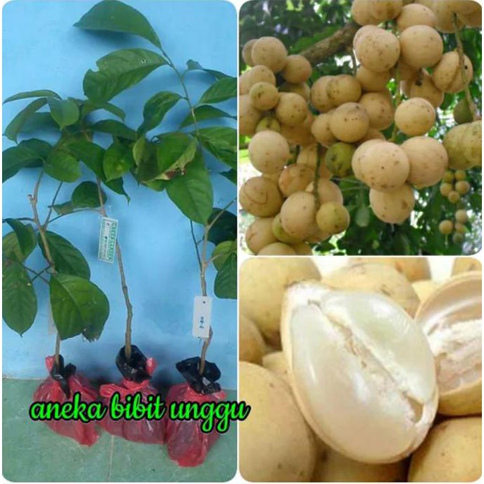 TERLARIS bibit buah duku non biji atau duku tanpa biji