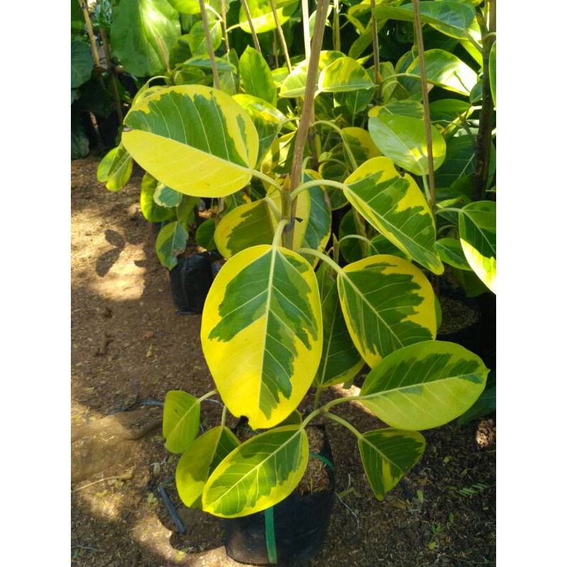 Tanaman hias karet kebo kuning - ficus elastica beringin karet kebo
